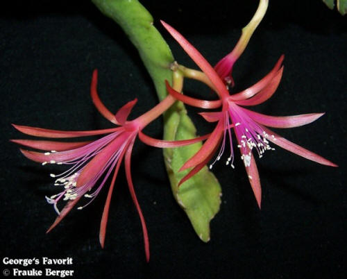 Epiphyllum Orchid Cactus Mix 2-in-1 Combo Planting 1 Pc. R132072 | Shop All | Shop - Foto 11